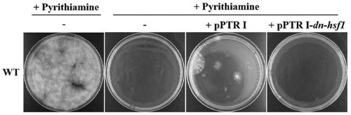 Heat shock transcription factor 1 dominant negative effect mutant and application thereof