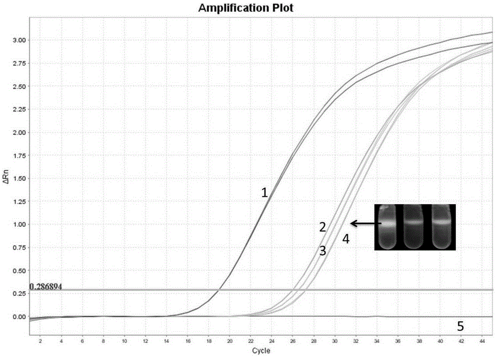 Kit for extracting high-purity DNA of colla corii asini and derivative products of colla corii asini, as well as extraction method