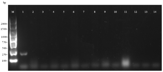 DPO-PCR primer and method for detecting coix lacryma-jobi leaf spot bacteria