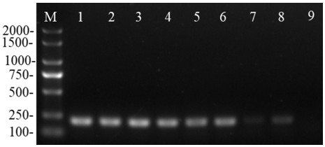 DPO-PCR primer and method for detecting coix lacryma-jobi leaf spot bacteria
