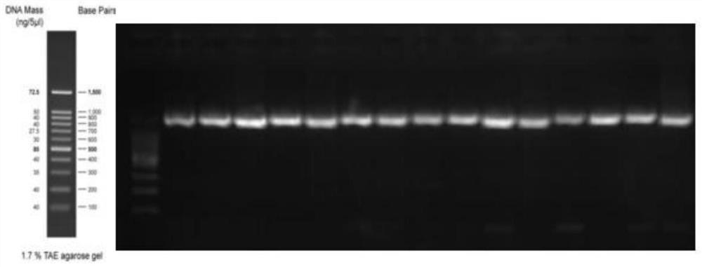 Application of sophocarpidine in preparation of medicine for treating bacterial vaginosis