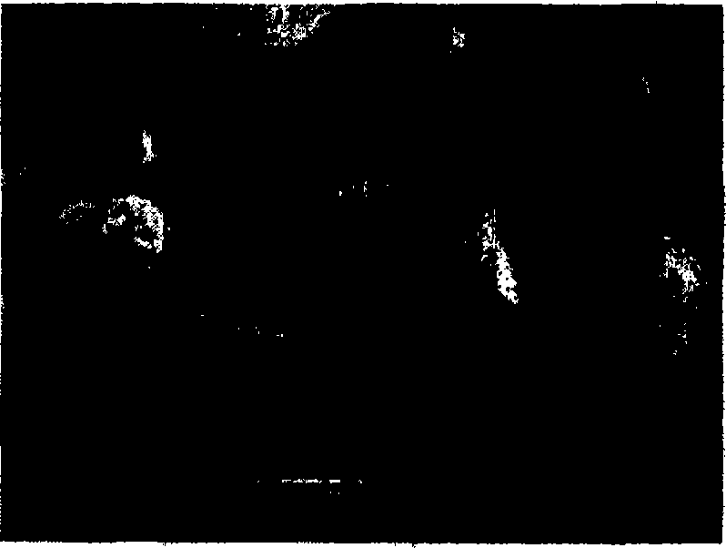 Microsphere shaped iron based catalyst in use for Fischer-Tropsch synthesis under high temperature, and preparation method