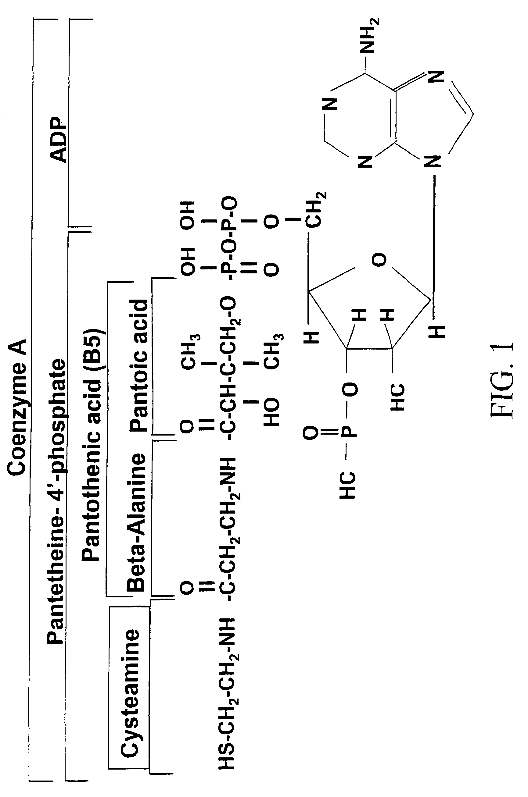 Methods for modulating metabolism