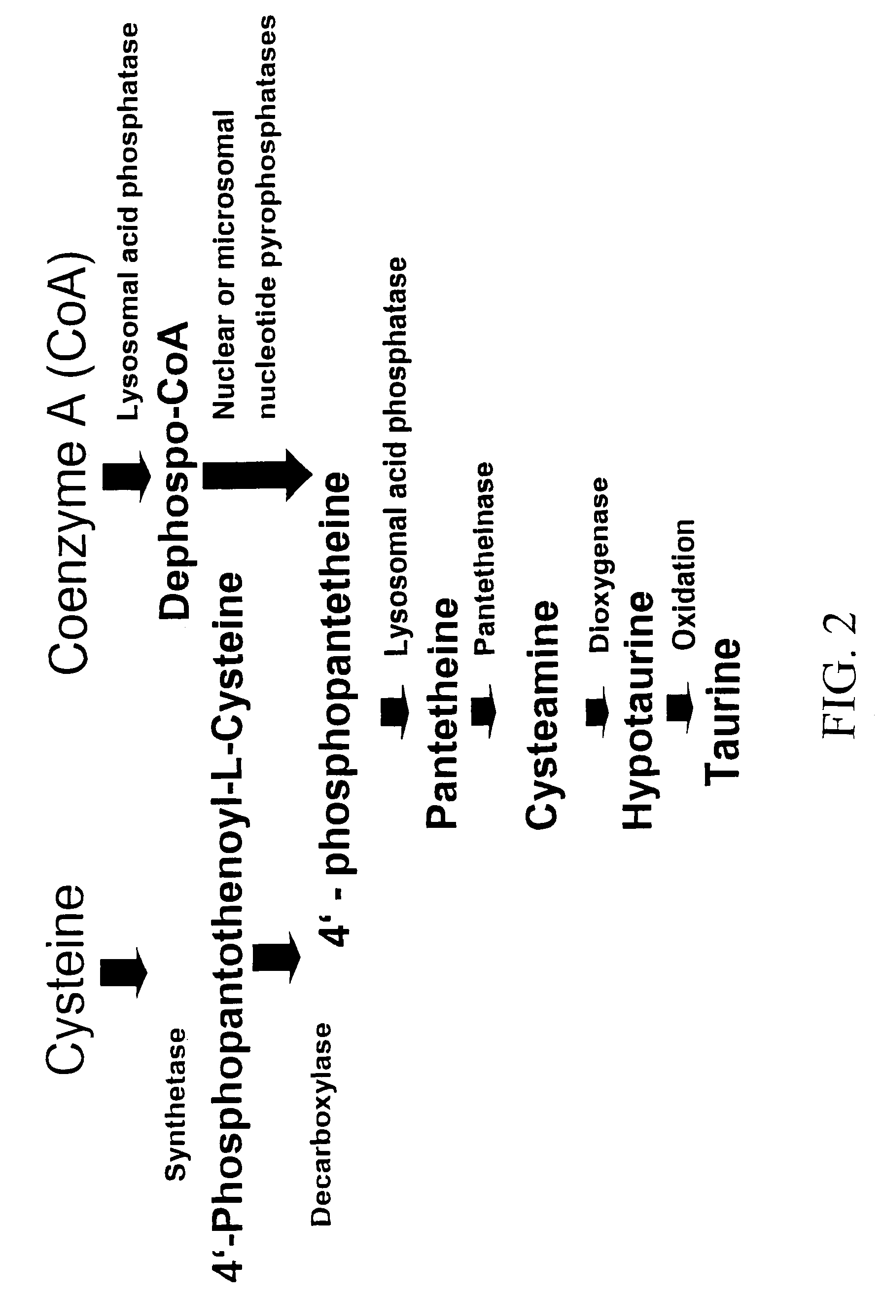 Methods for modulating metabolism