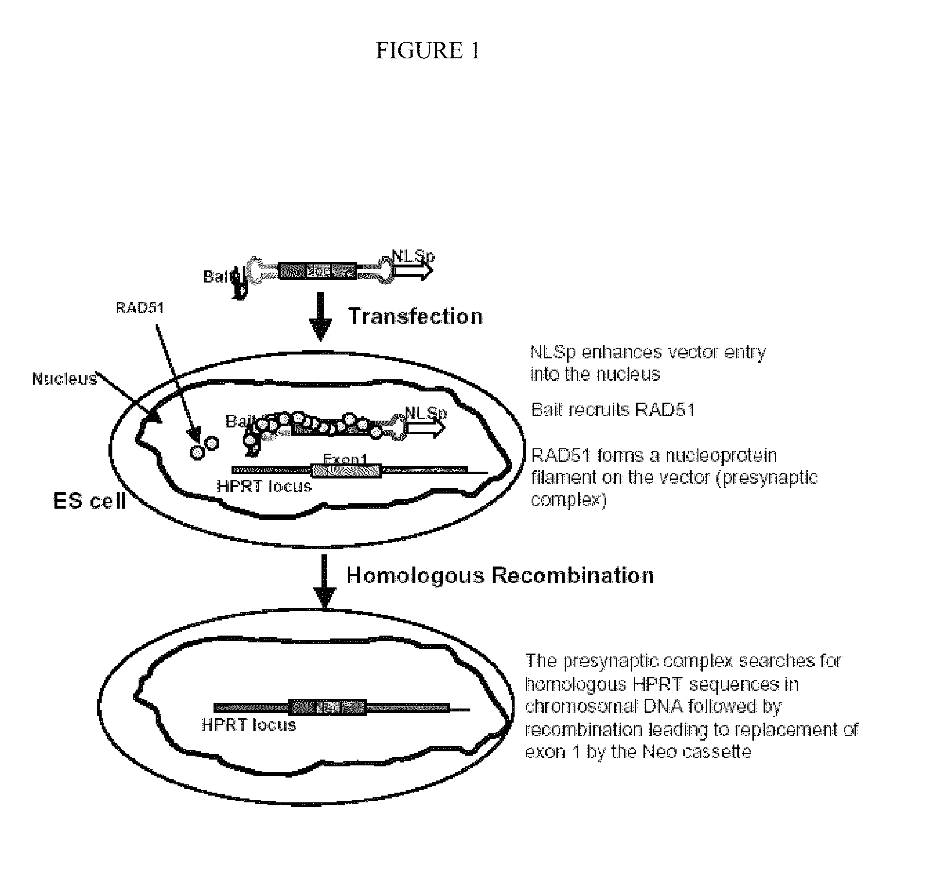 Methods and systems for high homologous recombination ("HR") targeting efficiency