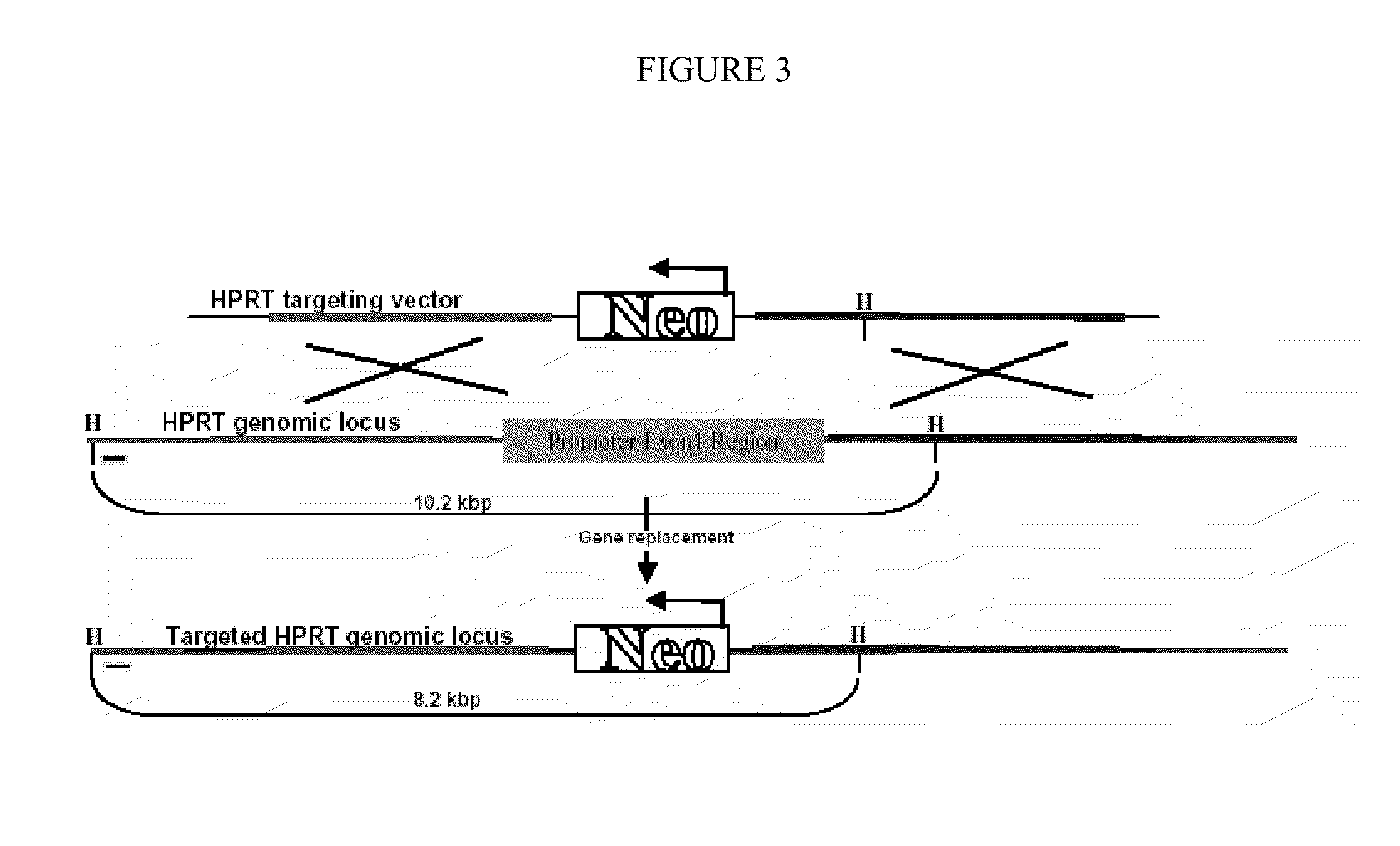 Methods and systems for high homologous recombination ("HR") targeting efficiency