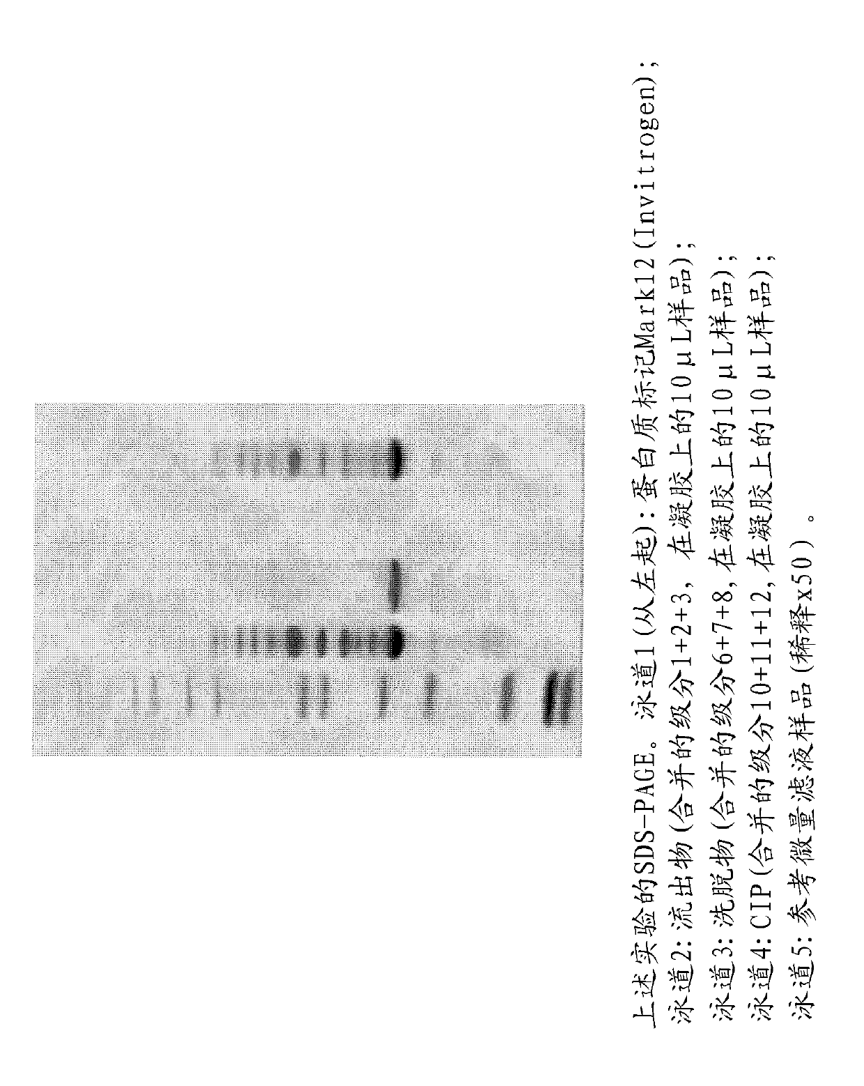 Process for the purification of human growth hormone polypeptides using affinity resins comprising specific ligands