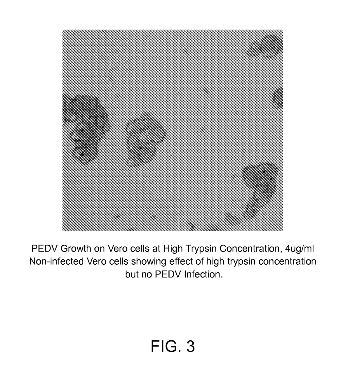Novel Vaccine Compositions for Porcine Epidemic Diarrhea Virus and Porcine Deltacoronavirus