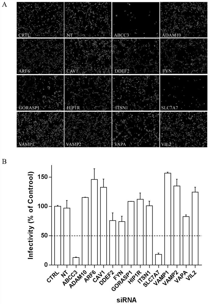 Application of ATP binding cassette transmembrane transporter subfamily C member 3 in preparation of medicines for preventing and treating enterovirus 71 infection