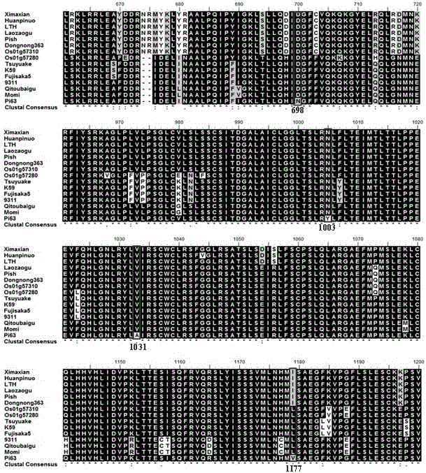 Function-specific molecular marker of rice blast resistance gene pi64 and its method and application