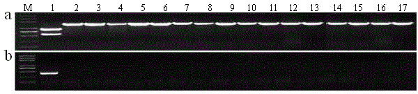 Function-specific molecular marker of rice blast resistance gene pi64 and its method and application