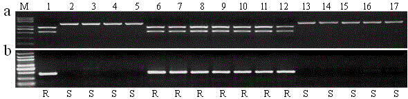Function-specific molecular marker of rice blast resistance gene pi64 and its method and application