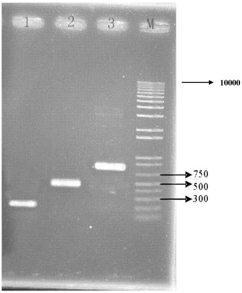 Gene recombined Paenibacillus russica and its construction method and application