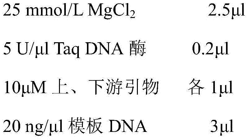 Molecular specific marker primers for No. 4 and No.32 of an improved variety Changlin of Camellia oleifera and an identification method