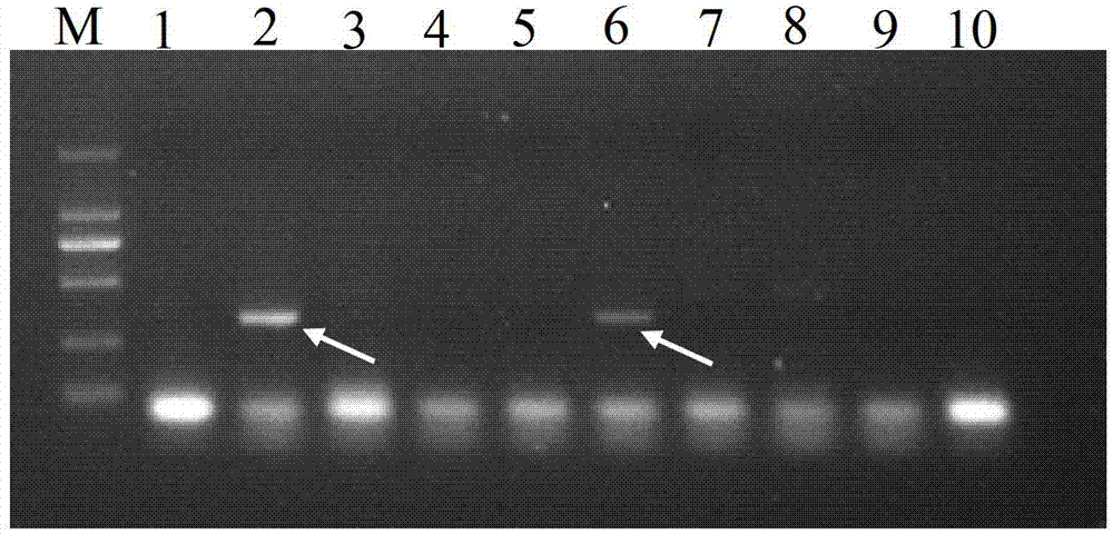 Molecular specific marker primers for No. 4 and No.32 of an improved variety Changlin of Camellia oleifera and an identification method