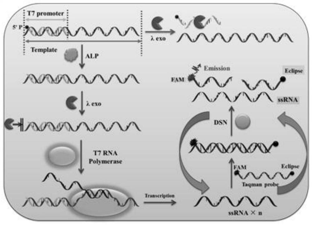 A kit and method for detecting alkaline phosphatase