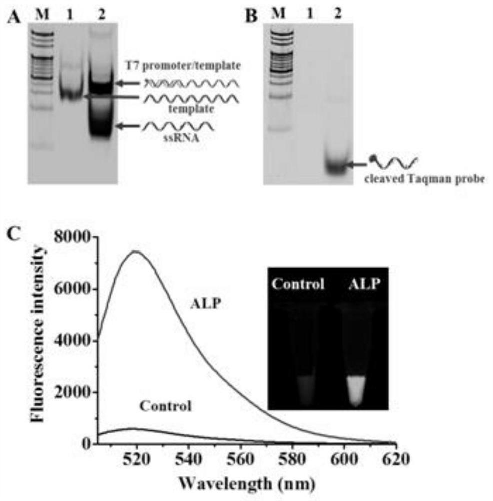 A kit and method for detecting alkaline phosphatase