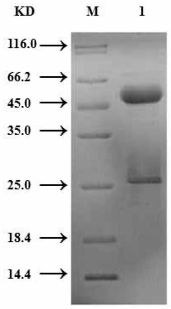 Preparation method and application of carbofuran test paper based on SERS immunochromatography technology