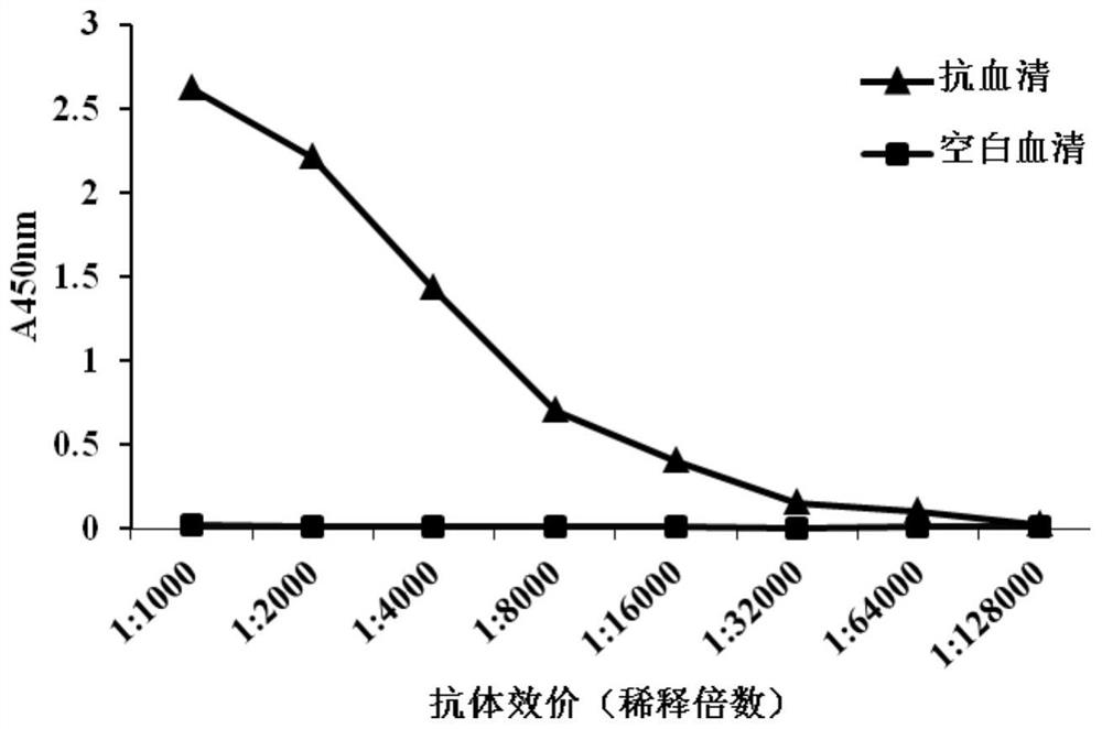 Preparation method and application of carbofuran test paper based on SERS immunochromatography technology