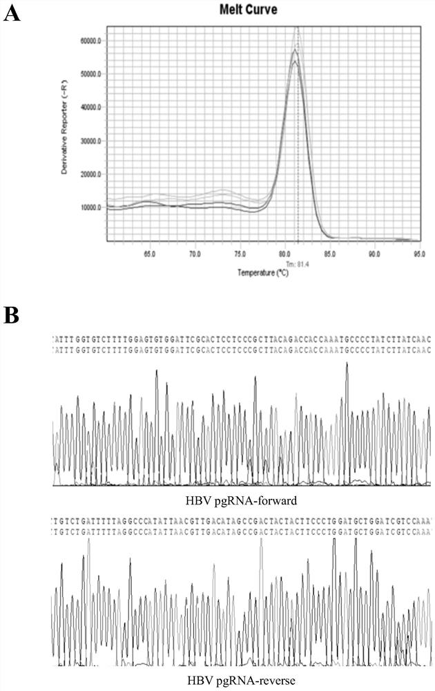 Application of hepatitis B virus pre-genome RNA in preparation of kit for predicting postoperative recurrence and postoperative survival of hepatitis B related liver cancer