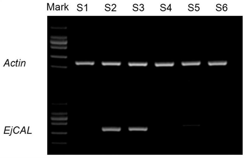 A transcription factor ejcal involved in the regulation of loquat flower bud differentiation and its application