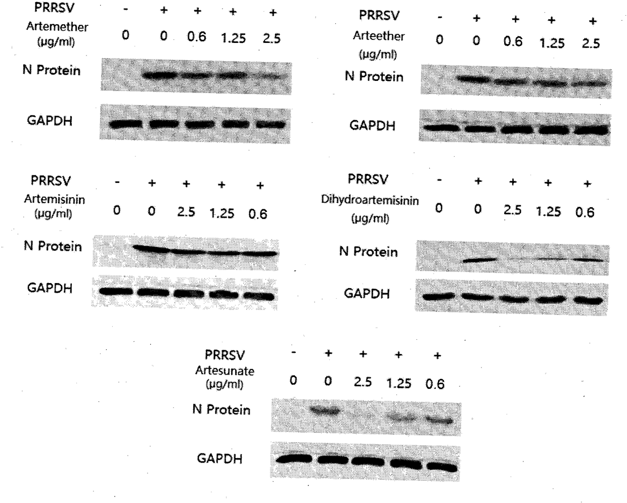 Application of artemisinin and derivative thereof in preparation of drug for preventing and treating porcine reproductive and respiratory syndrome