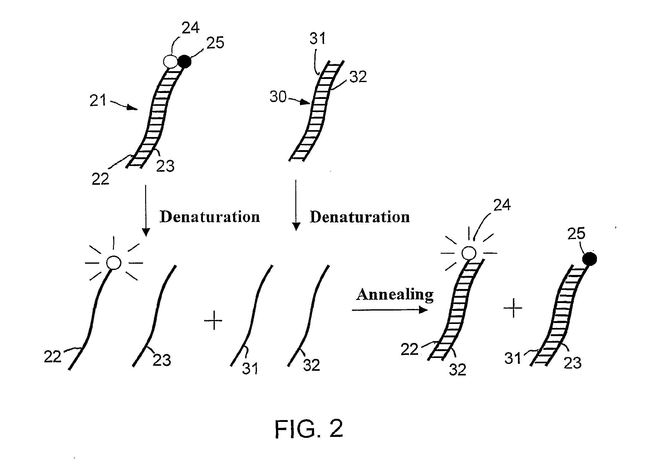 Specific double-stranded probes for homogeneous detection of nucleic acid and their application methods