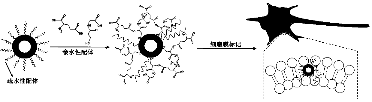 Near-infrared II-region fluorescent quantum dot cytomembrane marking system and marking method and application