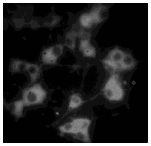 Near-infrared II-region fluorescent quantum dot cytomembrane marking system and marking method and application