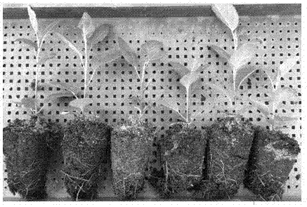 Apple tissue culture seedling two-step transplanting method with high survival rate