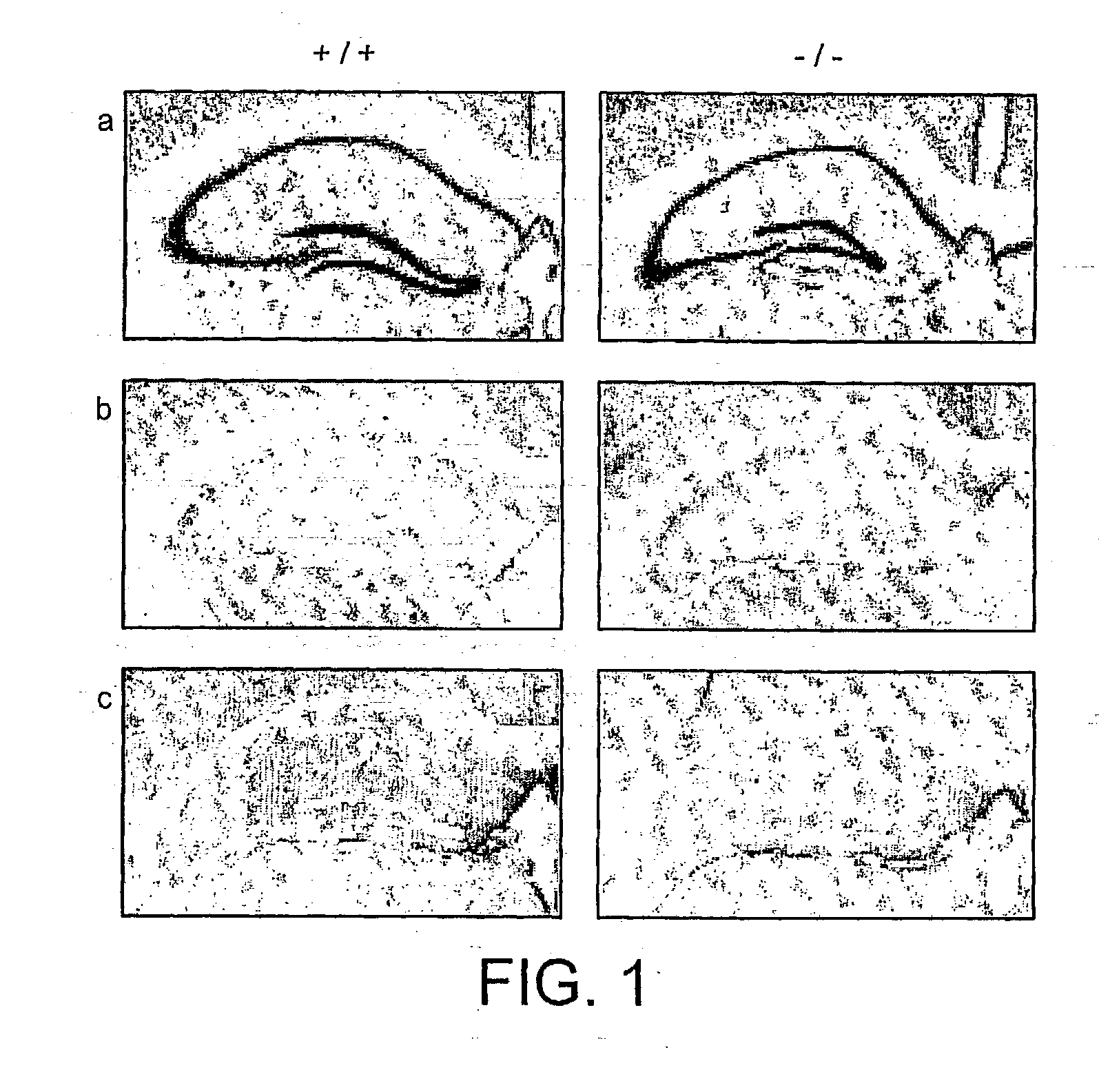 Synaptic transmission assay