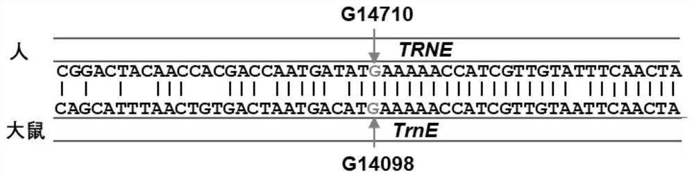 Mutation method of rat mitochondrial gene G14098A, and application of mutation method