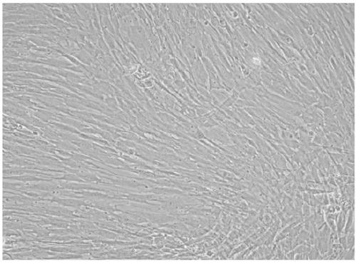 Primary isolation method for hair follicle stem cells