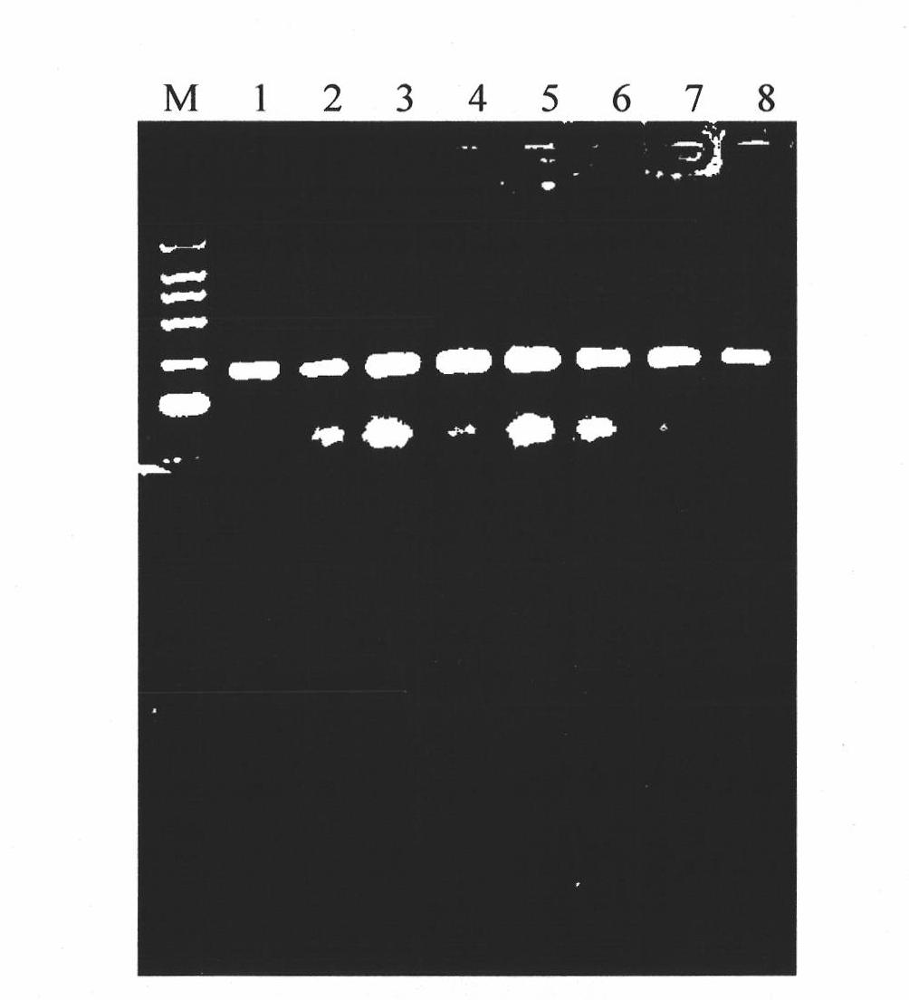 Molecular marker authenticating method for related gene of cucumber fruit length