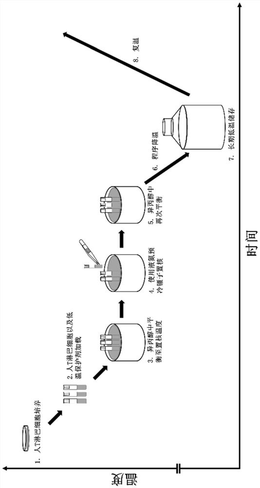 Slow cryopreservation method of human T lymphocytes