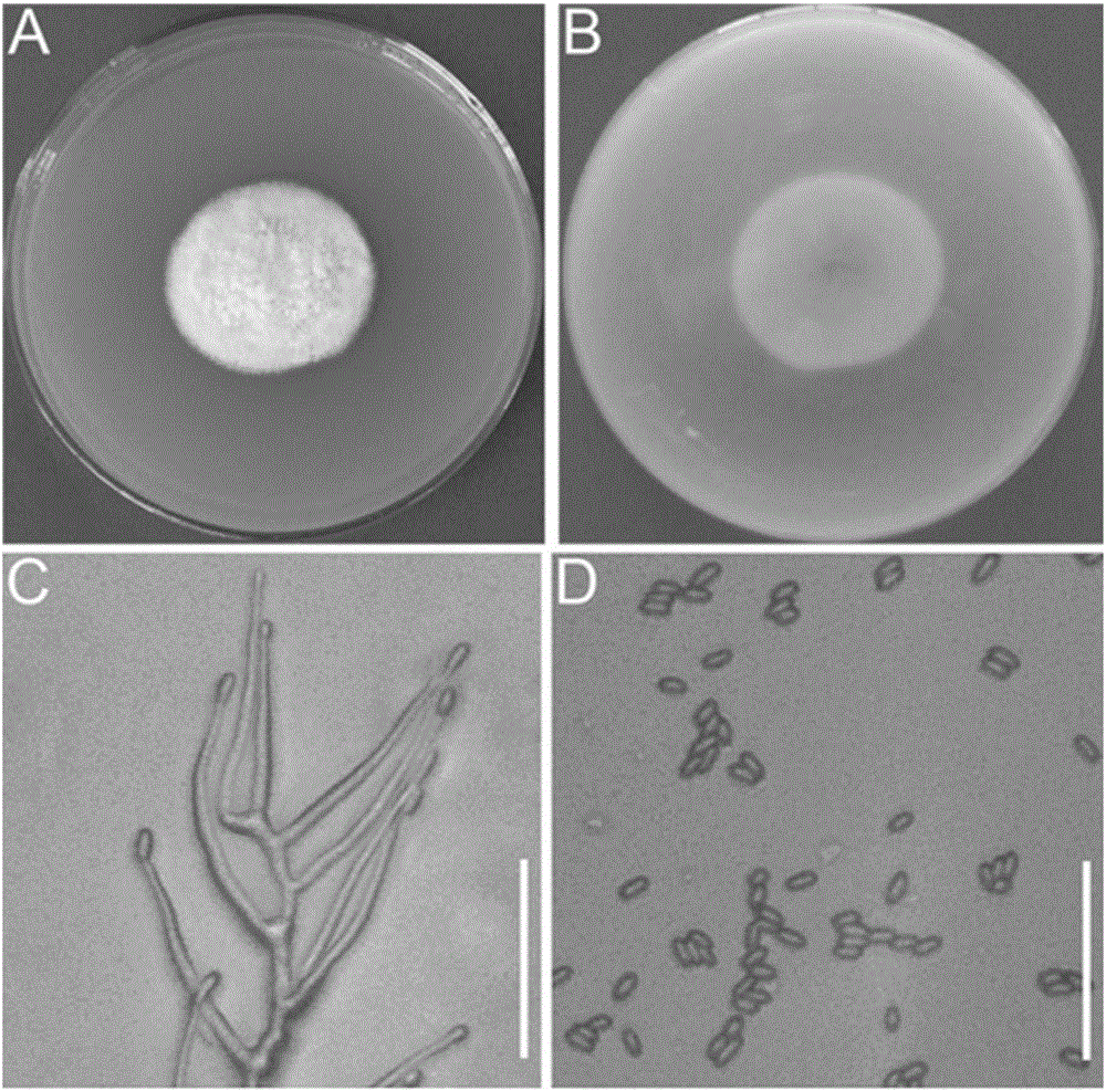 Preparation method and application of acremonium strictum of endophytic fungi of panax notoginseng