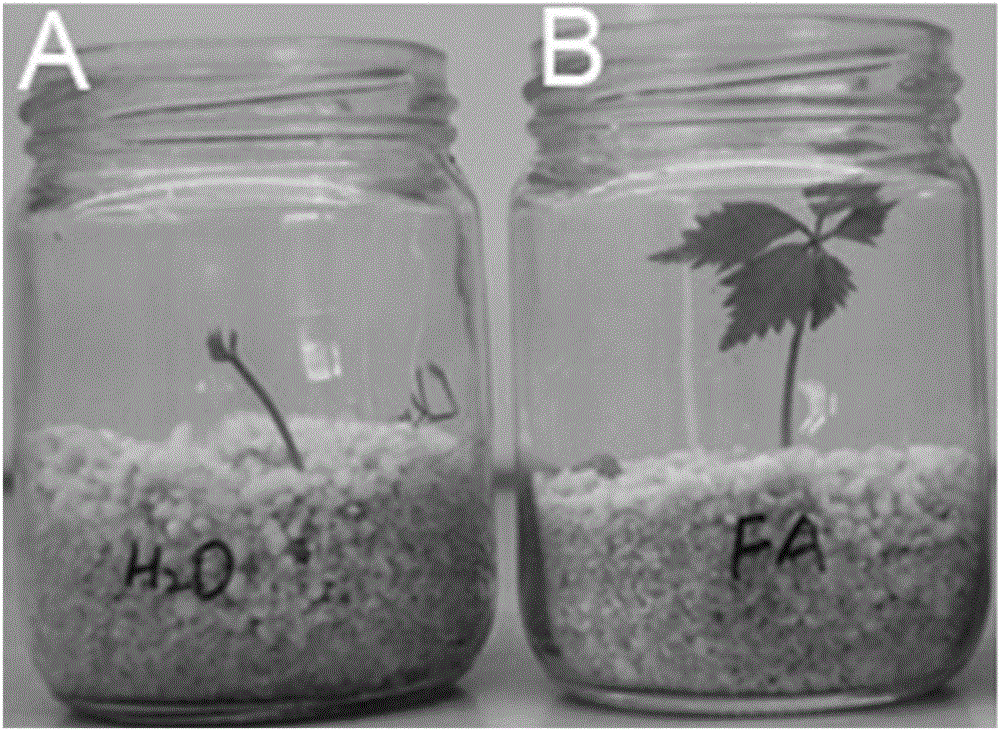 Preparation method and application of acremonium strictum of endophytic fungi of panax notoginseng