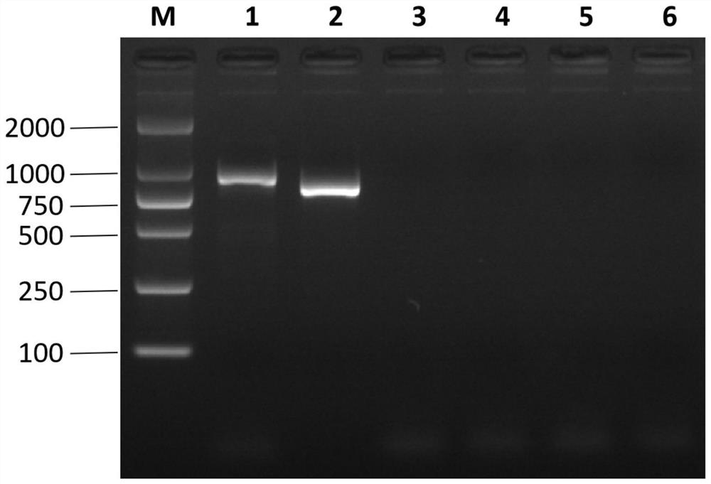 Flanking sequence of salt-tolerant transgenic soybean event E8A7027 exogenous insertion fragment and application