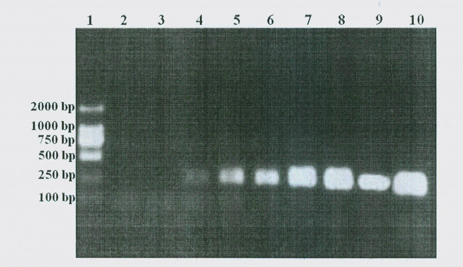 Specific nucleic acid identification sequence used for detecting proteus mirabilis, and application thereof