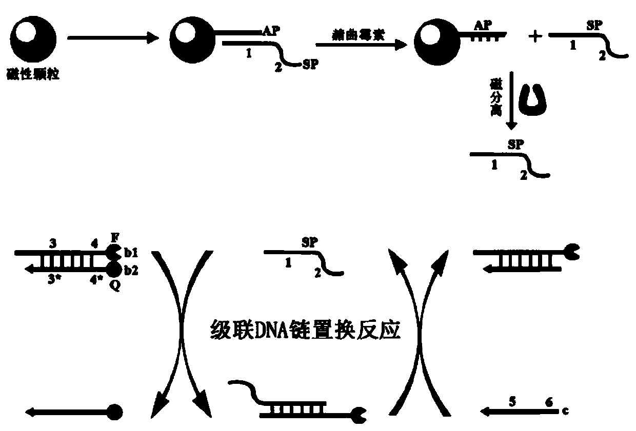 A kind of kit and method for detecting ochratoxin A