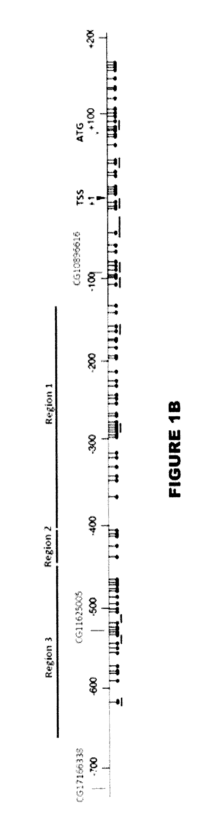 Method of diagnosing cancer comprising detection of the methylation signature in the htert promoter