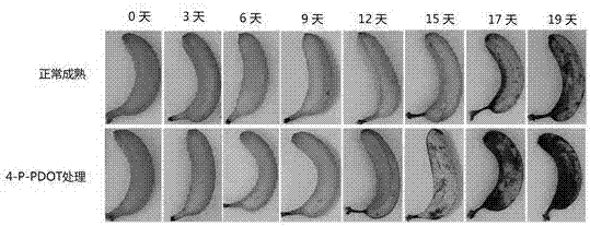 Application of 4-P-PDOT in acceleration of banana fruit ripening