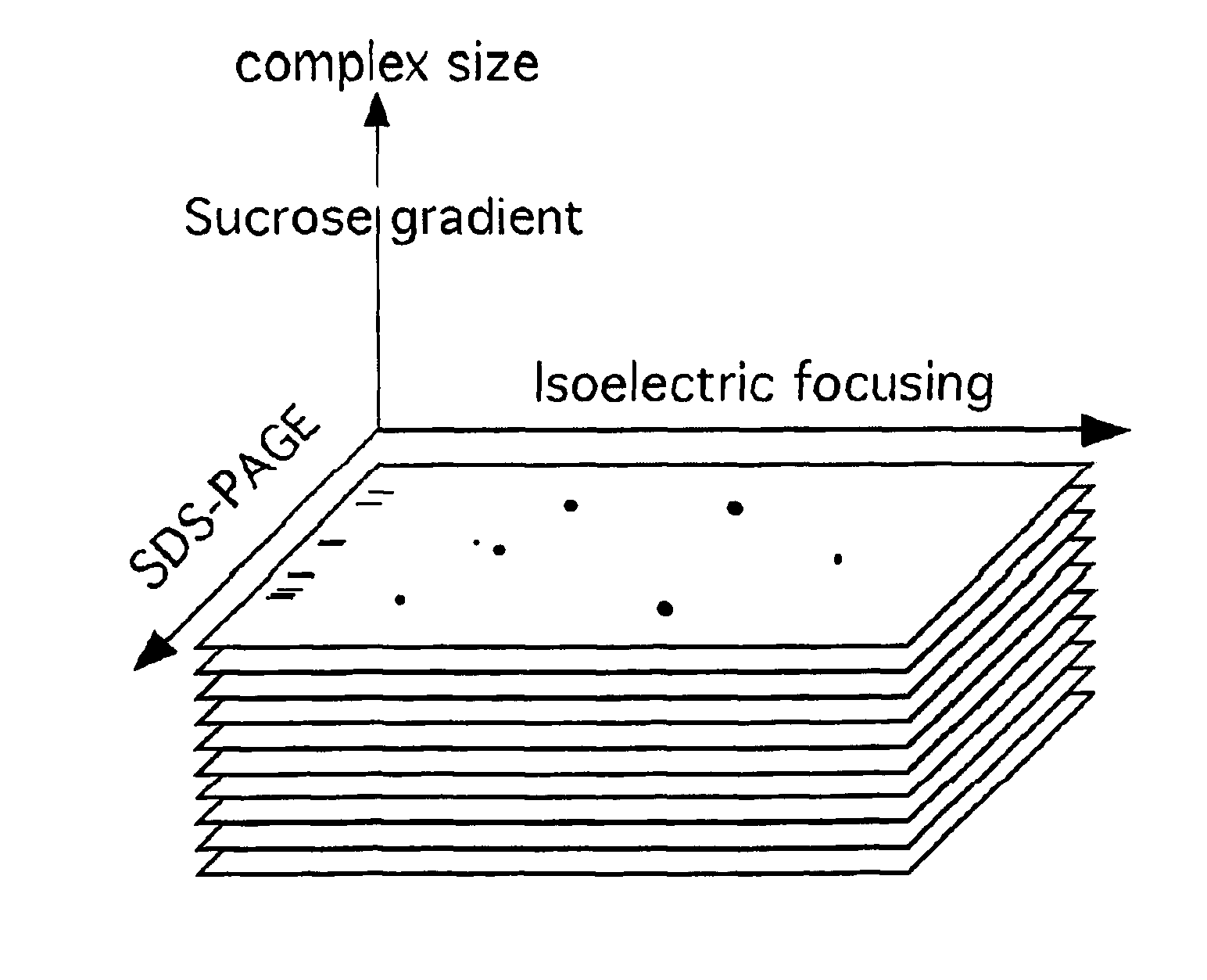 Enhanced protein separation and analysis