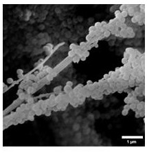 Preparation method and application of acellular porcine dermal matrix thermosensitive antibacterial conductive scaffold