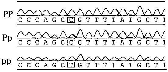 Correlation of estrogen receptor alpha gene and female ophthalmopathy occurrence time