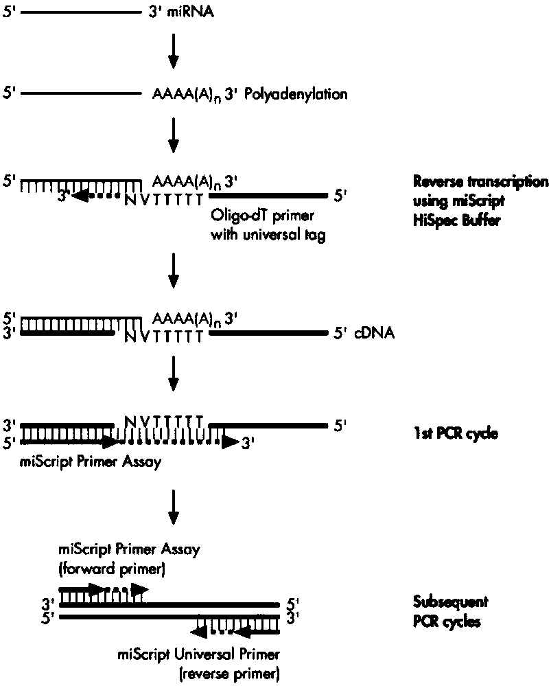 miRNA marker miR-19b associated with bone metabolic diseases and application thereof