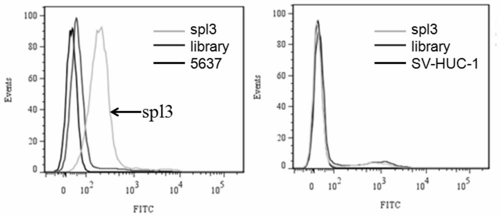 Nucleic acid aptamer for detecting bladder cancer and its application