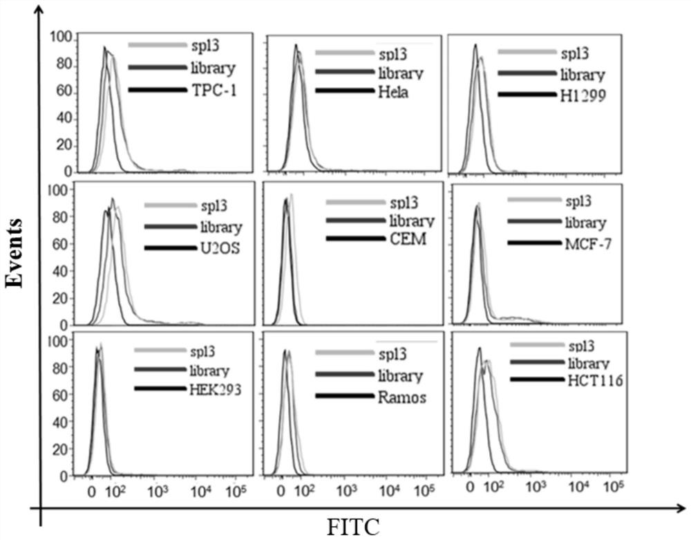 Nucleic acid aptamer for detecting bladder cancer and its application