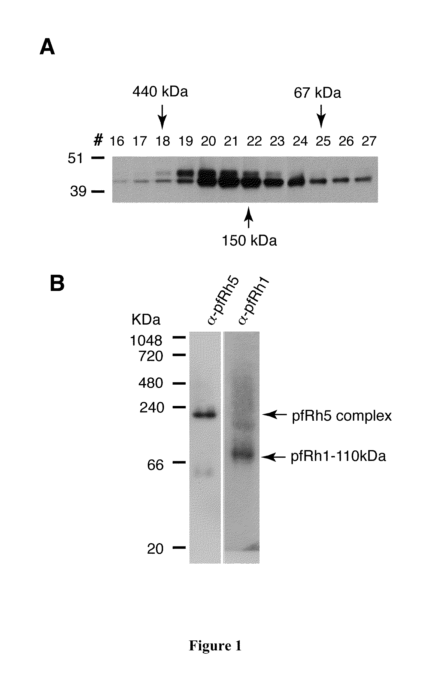 Treatment and prevention of malaria