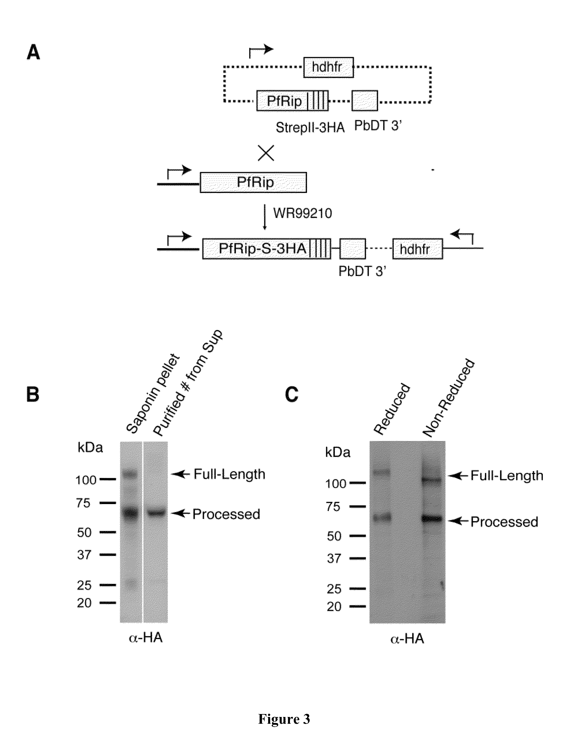 Treatment and prevention of malaria